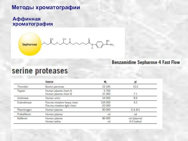 Методы хроматографии Аффинная хроматография