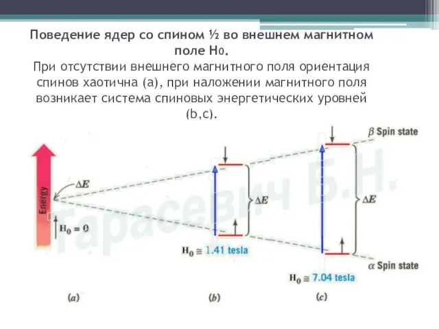 Поведение ядер со спином ½ во внешнем магнитном поле Н0. При