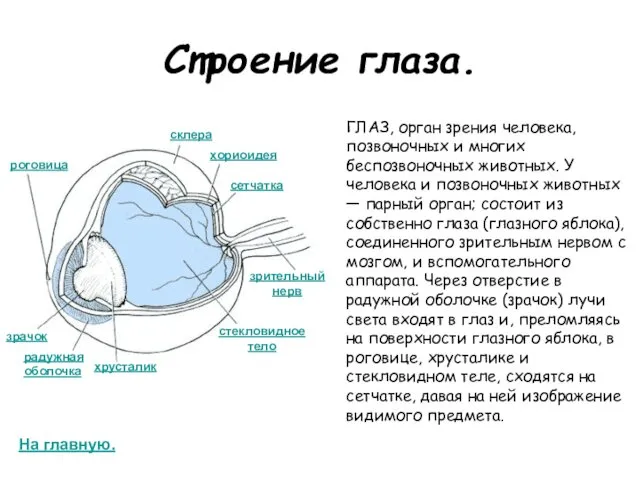 Строение глаза. ГЛАЗ, орган зрения человека, позвоночных и многих беспозвоночных животных.