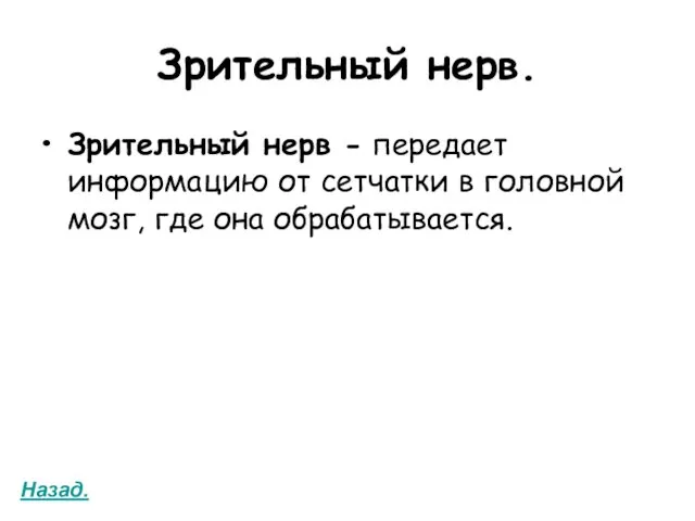 Зрительный нерв. Зрительный нерв - передает информацию от сетчатки в головной мозг, где она обрабатывается. Назад.