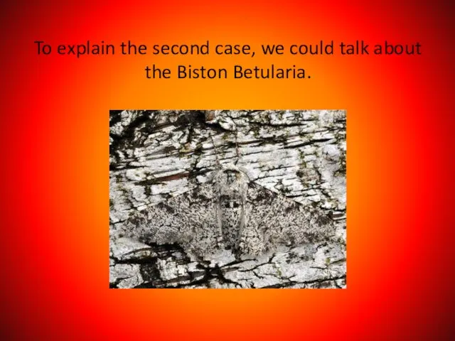 To explain the second case, we could talk about the Biston Betularia.