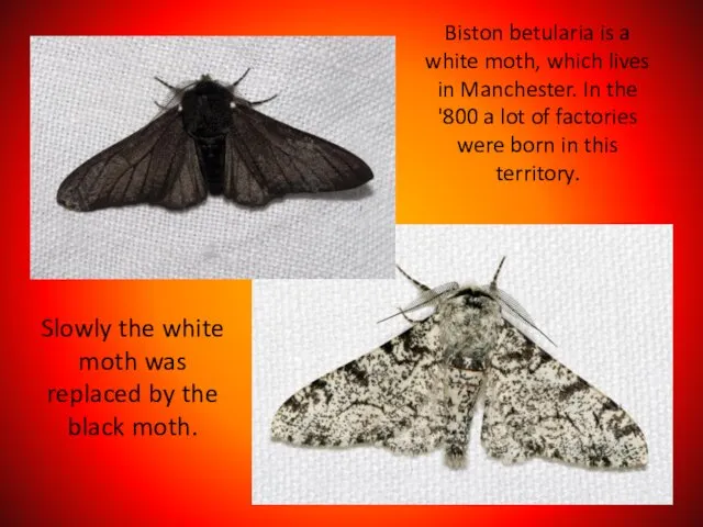 Biston betularia is a white moth, which lives in Manchester. In