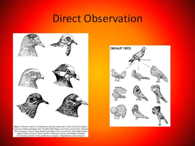 Direct Observation