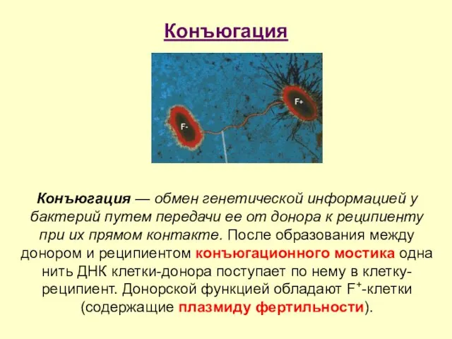 Конъюгация Конъюгация — обмен генетической информацией у бактерий путем передачи ее