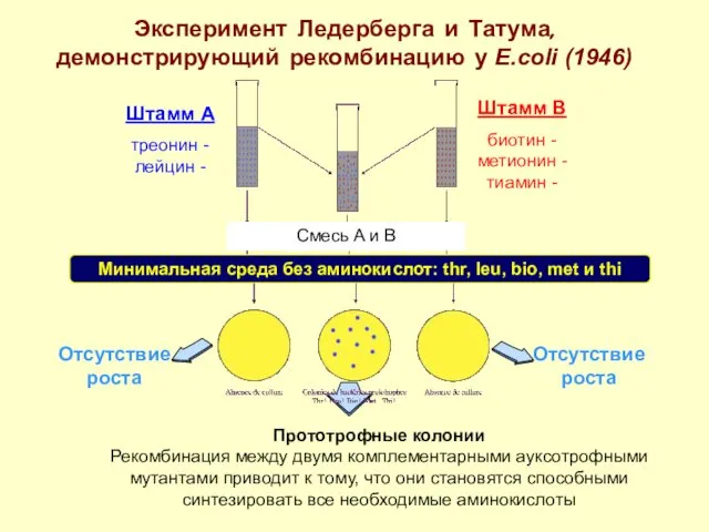 Эксперимент Ледерберга и Татума, демонстрирующий рекомбинацию у Е.coli (1946) Штамм А