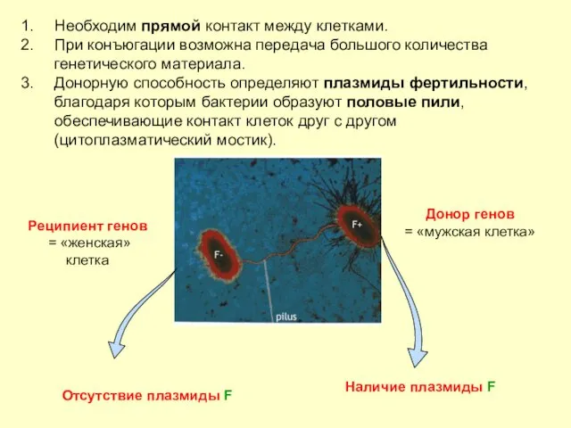 Донор генов = «мужская клетка» Реципиент генов = «женская» клетка Наличие