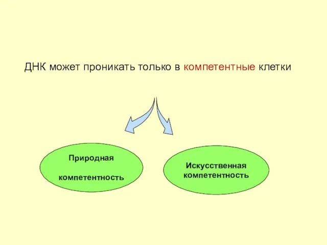 ДНК может проникать только в компетентные клетки Природная компетентность Искусственная компетентность