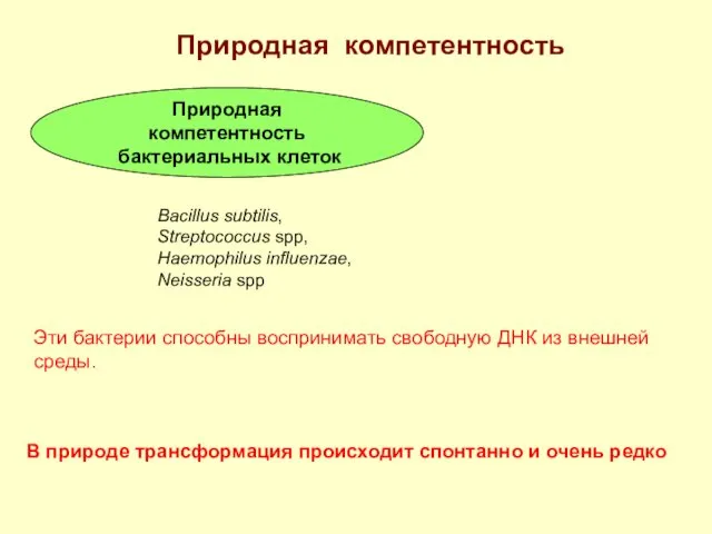 Природная компетентность Природная компетентность бактериальных клеток Bacillus subtilis, Streptococcus spp, Haemophilus