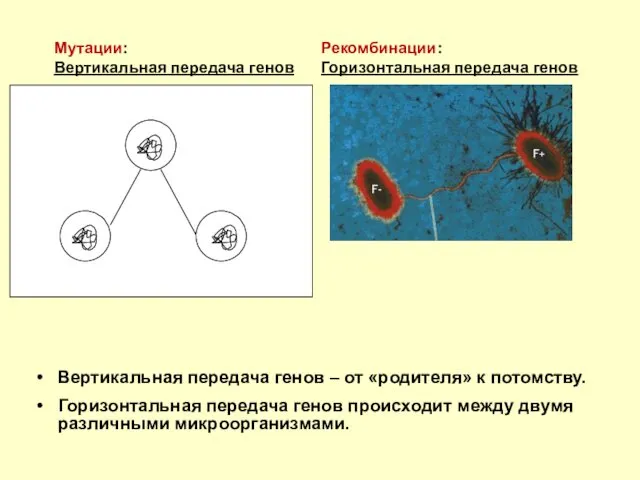 Вертикальная передача генов – от «родителя» к потомству. Горизонтальная передача генов