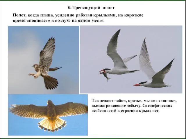 б. Трепещущий полет Полет, когда птица, усиленно работая крыльями, на короткое