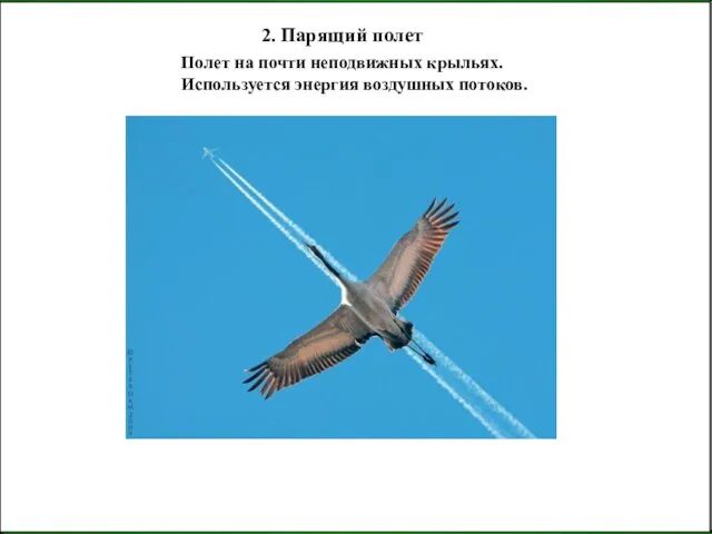 2. Парящий полет Используется энергия воздушных потоков. Полет на почти неподвижных крыльях.