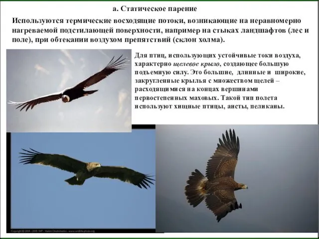 а. Статическое парение Используются термические восходящие потоки, возникающие на неравномерно нагреваемой