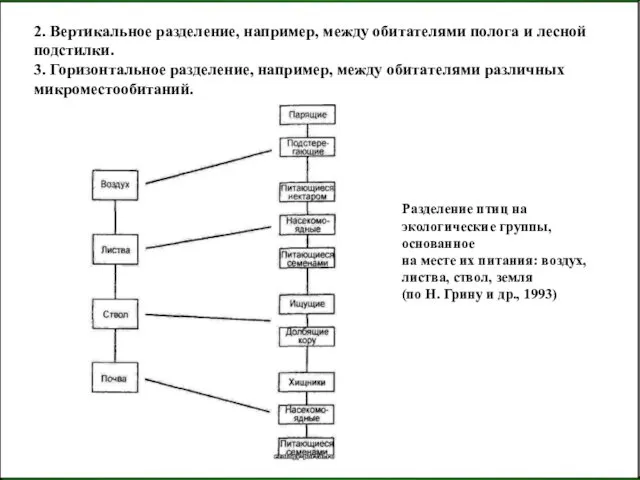 2. Вертикальное разделение, например, между обитателями полога и лесной подстилки. 3.