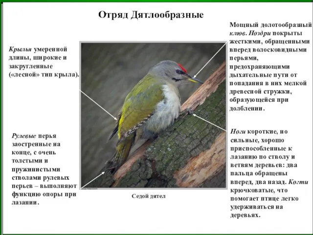 Отряд Дятлообразные Ноги короткие, но сильные, хорошо приспособленные к лазанию по