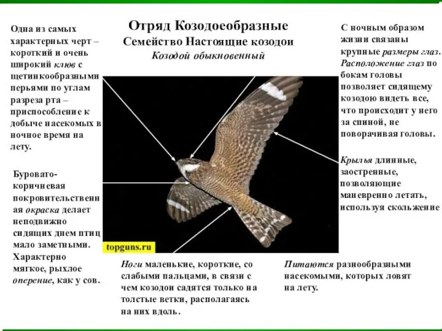 Отряд Козодоеобразные Семейство Настоящие козодои Козодой обыкновенный Одна из самых характерных