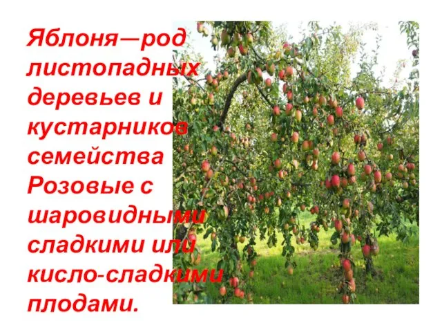 Яблоня—род листопадных деревьев и кустарников семейства Розовые с шаровидными сладкими или кисло-сладкими плодами.