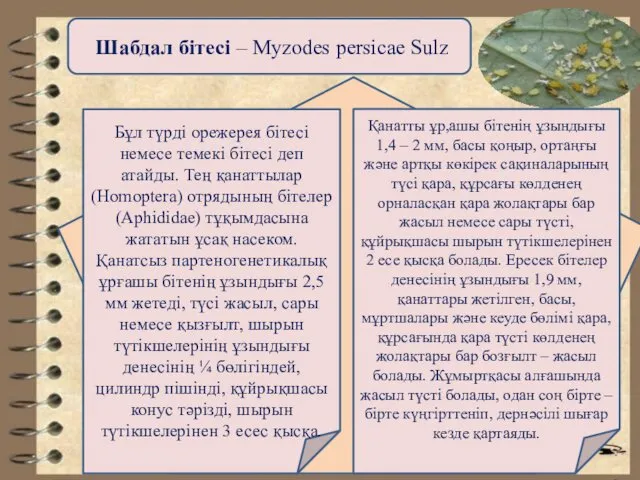 Шабдал бітесі – Myzodes persicae Sulz Бұл түрді орежерея бітесі немесе