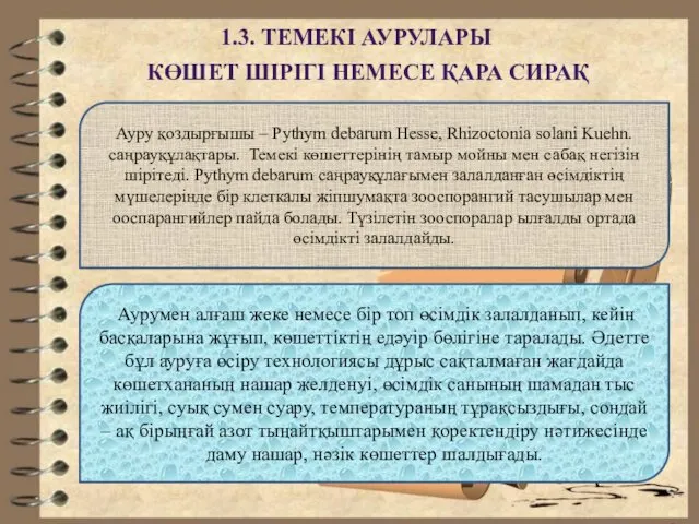 1.3. ТЕМЕКІ АУРУЛАРЫ КӨШЕТ ШІРІГІ НЕМЕСЕ ҚАРА СИРАҚ Ауру қоздырғышы –