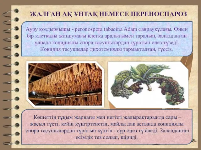 ЖАЛҒАН АҚ ҰНТАҚ НЕМЕСЕ ПЕРЕНОСПАРОЗ Ауру қоздырғышы - peronospora tabacina Adam