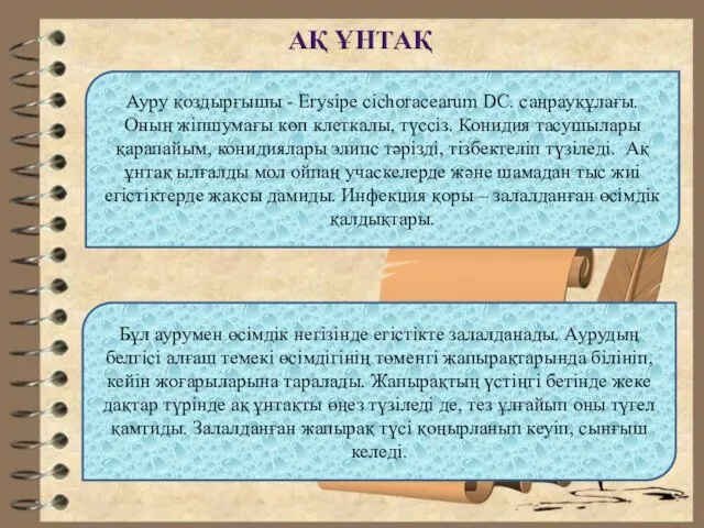 АҚ ҰНТАҚ Ауру қоздырғышы - Erysipe cichoracearum DC. саңрауқұлағы. Оның жіпшумағы