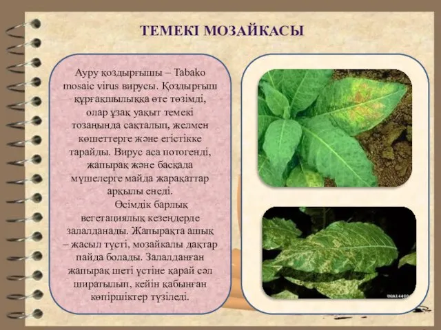 ТЕМЕКІ МОЗАЙКАСЫ Ауру қоздырғышы – Tabako mosaic virus вирусы. Қоздырғыш құрғақшылыққа