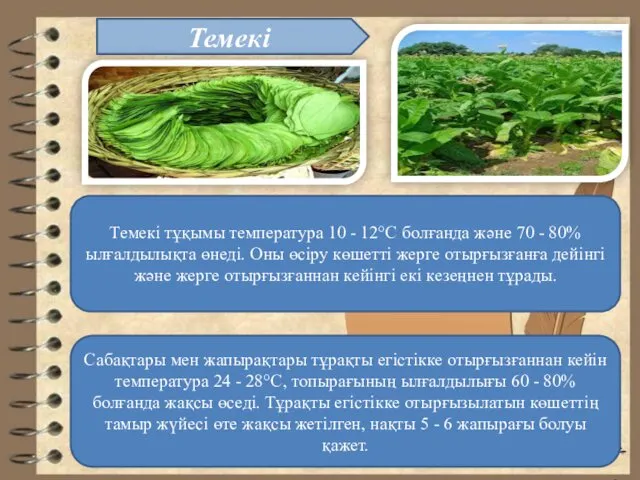 Темекі тұқымы температура 10 - 12°С болғанда және 70 - 80%