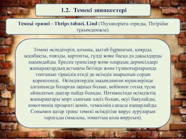 1.2. Темекі зиянкестері Темекі трипсі - Thrips tabaci. Lind (Thysanoptera отряды,