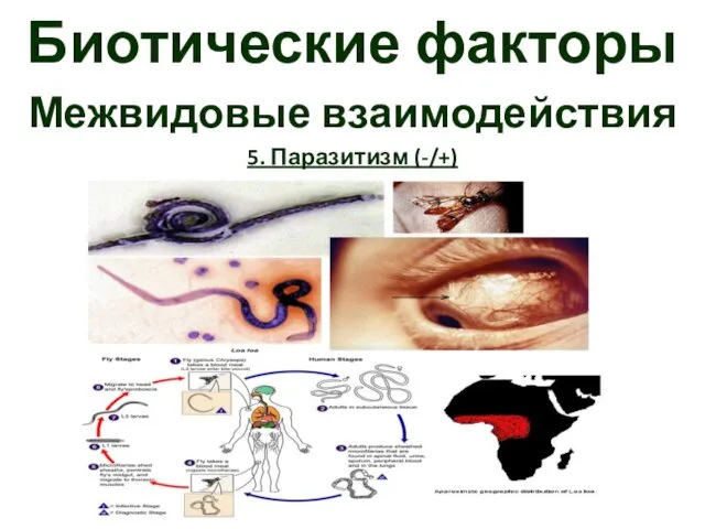 Биотические факторы Межвидовые взаимодействия 5. Паразитизм (-/+)