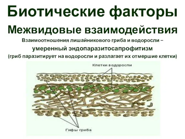 Биотические факторы Межвидовые взаимодействия Взаимоотношения лишайникового гриба и водоросли – умеренный