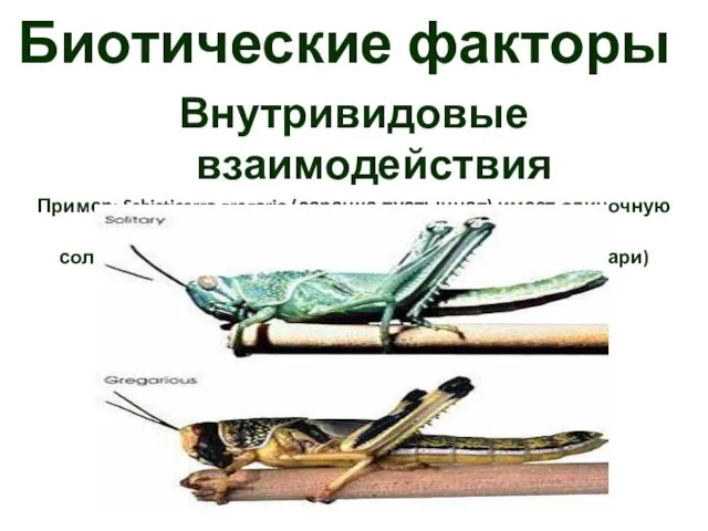 Биотические факторы Внутривидовые взаимодействия Пример: Schisticerra gregaria (саранча пустынная) имеет одиночную