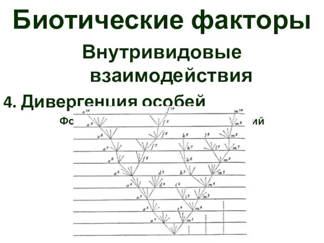 Биотические факторы Внутривидовые взаимодействия 4. Дивергенция особей Формирование локальных популяций