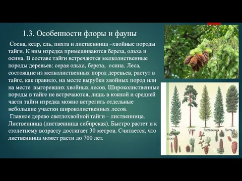 1.3. Особенности флоры и фауны Cосна, кедр, ель, пихта и лиственница