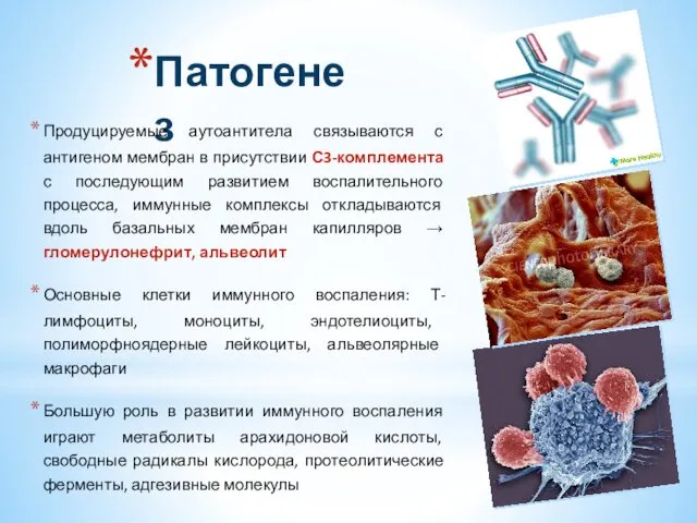 Патогенез Продуцируемые аутоантитела связываются с антигеном мембран в присутствии С3-комплемента с