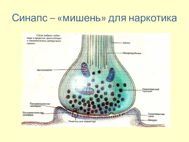 Синапс – «мишень» для наркотика