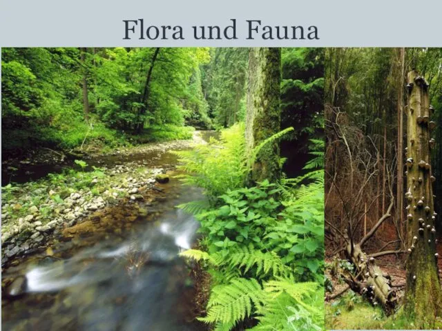 Flora und Fauna Eichen-Hainbuchen-Wäldern