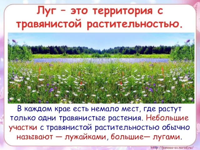 Луг – это территория с травянистой растительностью. В каждом крае есть