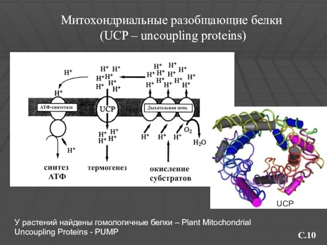 C.10 Митохондриальные разобщающие белки (UCP – uncoupling proteins) UCP У растений