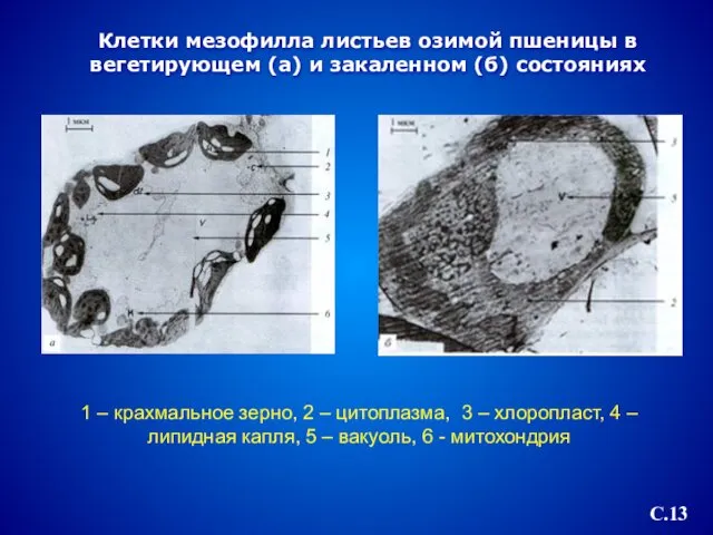 Клетки мезофилла листьев озимой пшеницы в вегетирующем (а) и закаленном (б)