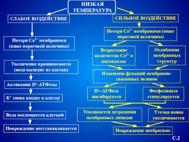 НИЗКАЯ ТЕМПЕРАТУРА СЛАБОЕ ВОЗДЕЙСТВИЕ СИЛЬНОЕ ВОЗДЕЙСТВИЕ Потеря Са2+ мембранами (ниже пороговой