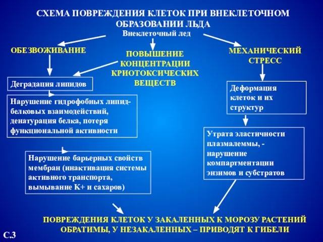 СХЕМА ПОВРЕЖДЕНИЯ КЛЕТОК ПРИ ВНЕКЛЕТОЧНОМ ОБРАЗОВАНИИ ЛЬДА Внеклеточный лед ОБЕЗВОЖИВАНИЕ ПОВЫШЕНИЕ