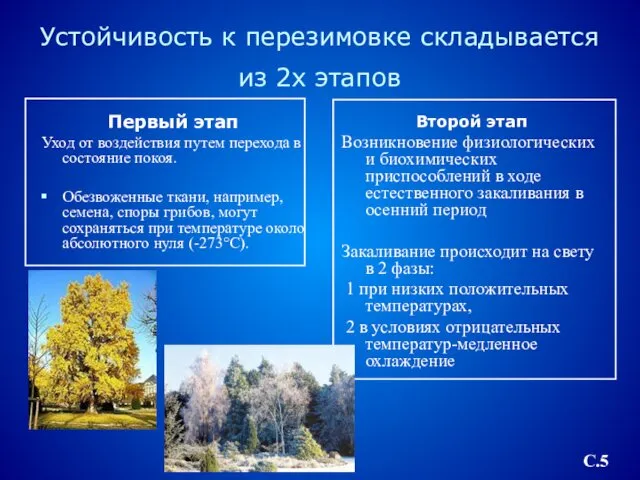 Устойчивость к перезимовке складывается из 2х этапов Первый этап Уход от