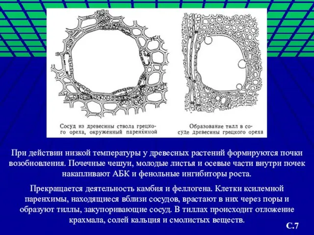 При действии низкой температуры у древесных растений формируются почки возобновления. Почечные