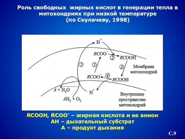 Роль свободных жирных кислот в генерации тепла в митохондриях при низкой