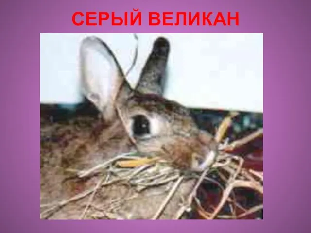 СЕРЫЙ ВЕЛИКАН