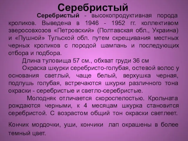 Серебристый - высокопродуктивная порода кроликов. Выведена в 1946 - 1952 гг.