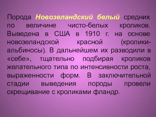 Порода Новозеландский белый средних по величине чисто-белых кроликов. Выведена в США