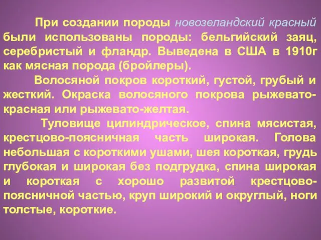 При создании породы новозеландский красный были использованы породы: бельгийский заяц, серебристый