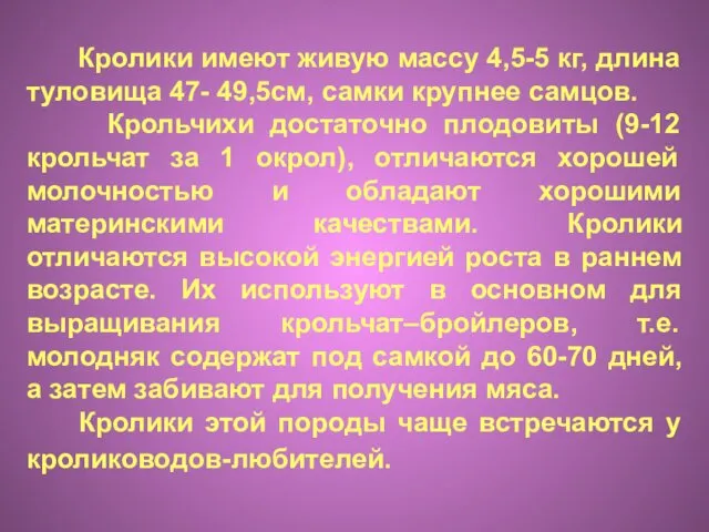 Кролики имеют живую массу 4,5-5 кг, длина туловища 47- 49,5см, самки