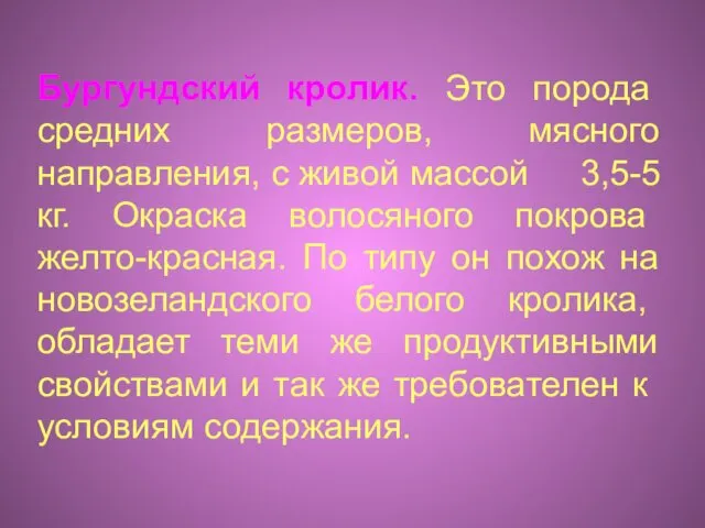 Бургундский кролик. Это порода средних размеров, мясного направления, с живой массой