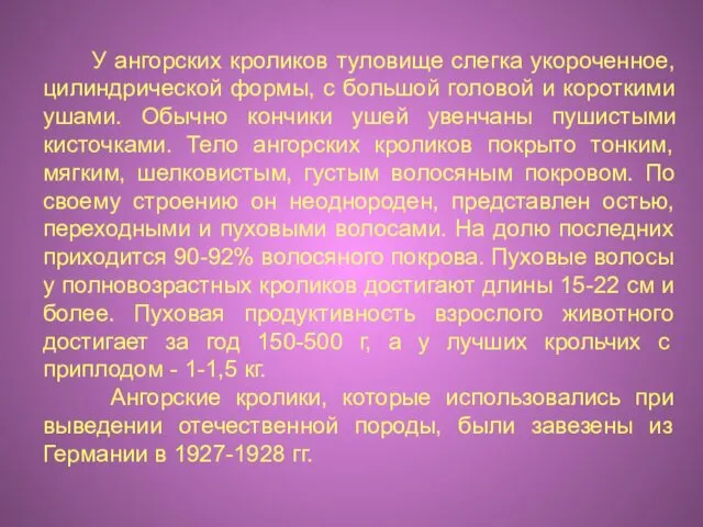 У ангорских кроликов туловище слегка укороченное, цилиндрической формы, с большой головой